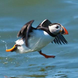 Puffin ©Pete Hewitt Puffin ©Pete Hewitt