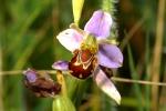 Bee Orchid Bee Orchid