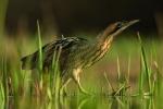 Bittern © Jamie Hall Bittern © Jamie Hall