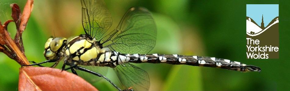 Dragonfly Dragonfly