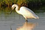 Little Egret © Gary Cox Little Egret © Gary Cox