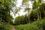 Millington Wood Millington Wood