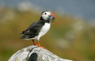 Puffin Puffin