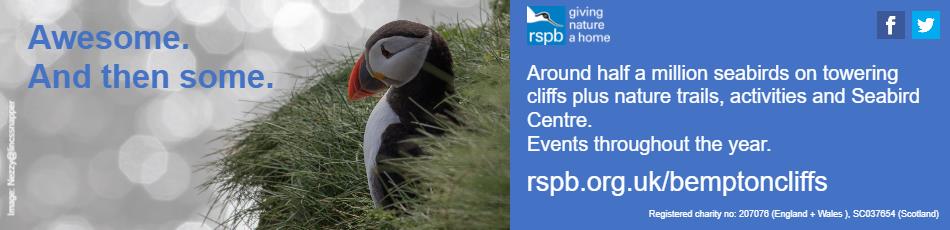 RSPB Bempton 2020