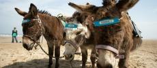 donkeys