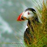 RSPB Bempton Cliffs