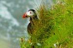 Puffin Bempton cliffs