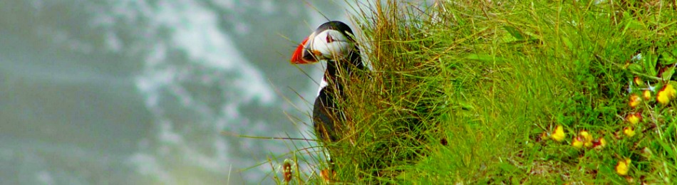 Puffin at Bempton