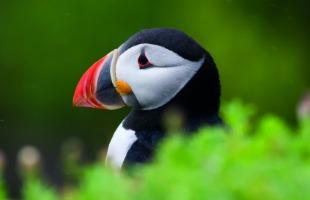 Puffin © Mike Snelle Puffin © Mike Snelle