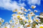 Hallmark Hotel Spring Offer