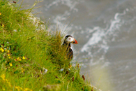 Bempton